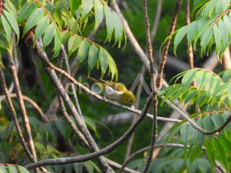 向こう岸の木の枝にとまるメジロ メジロ,鳥類,野鳥の写真素材