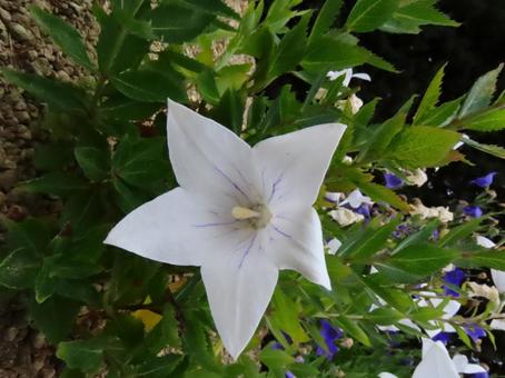 白いキキョウの花 白いキキョウの花の写真