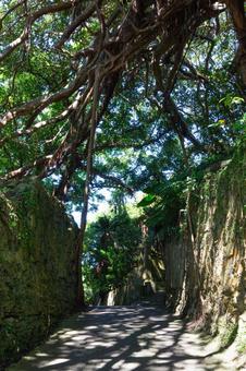 徳之島　樹齢300年のガジュマル ガジュマル,樹齢300年のガジュマル,徳之島の写真素材
