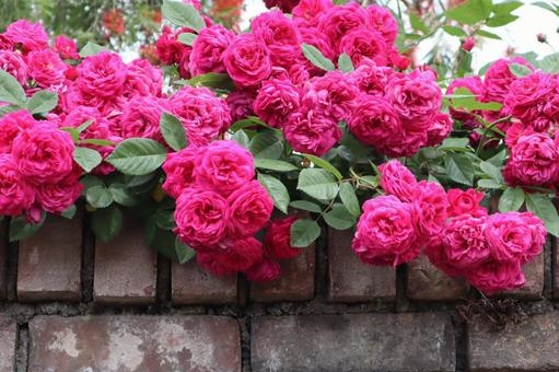 壁からはみ出したバラの花 壁からはみ出したバラの花 薔薇,バラ,花の写真素材