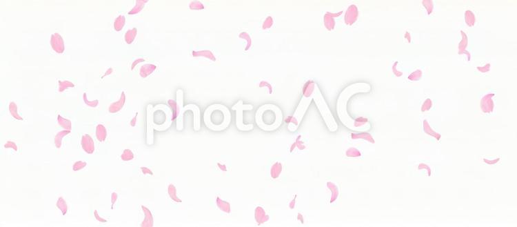 春の満開の桜　舞い散る花びら 春,桜,満開の写真素材