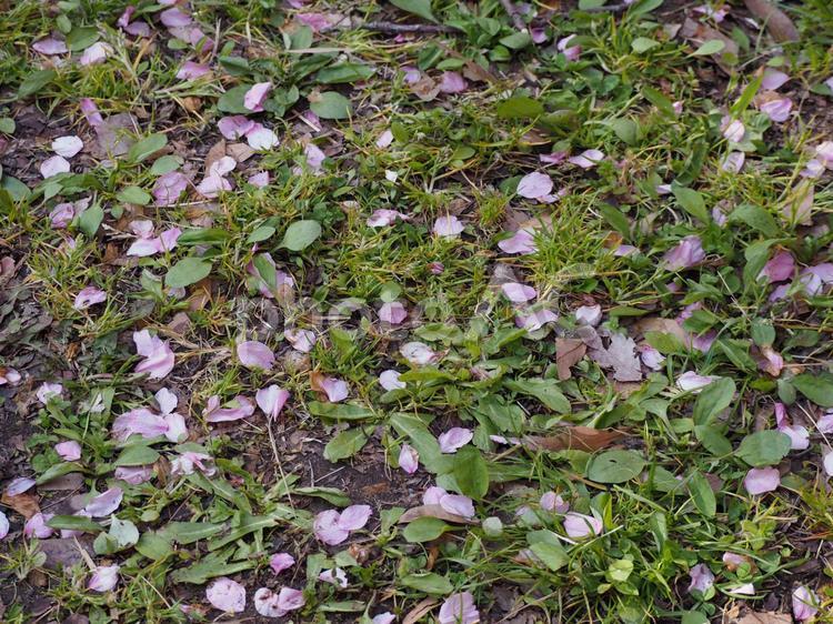 桜散る⑤　八重桜 桜,サクラ,花びらの写真素材