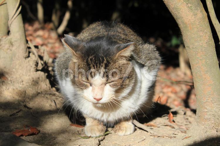 猫『ひなたぼっこ中にゃん・・・』 ねこ,茶,動物の写真素材