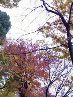 紅葉02 紅葉02の写真