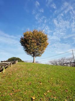 公園02_公園の木 公園,青空,開放感の写真素材