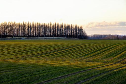 夕暮れの秋の麦畑 夕暮れの秋の麦畑の写真