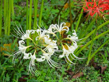 白い彼岸花 ヒガンバナ,花,白の写真素材