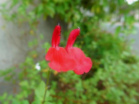 【花の写真】チェリーセージ 【花の写真】チェリーセージの写真