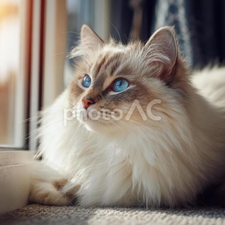 窓の外を見る白くてもふもふの猫 猫,動物,動物のポートレートの写真素材