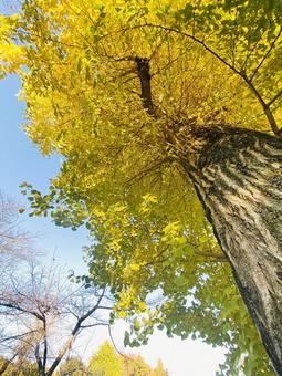 イチョウの木・その２ 秋,イチョウ,木の写真素材
