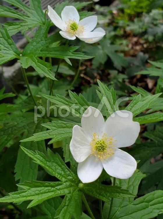 真実・期待～メドウアネモネ 草花,花言葉,白い花の写真素材