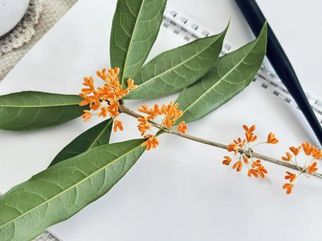 キンモクセイ キンモクセイ,植物,gペンの写真素材