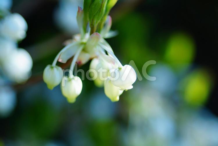ドウダンツツジ11 ドウダンツツジ,花,白の写真素材