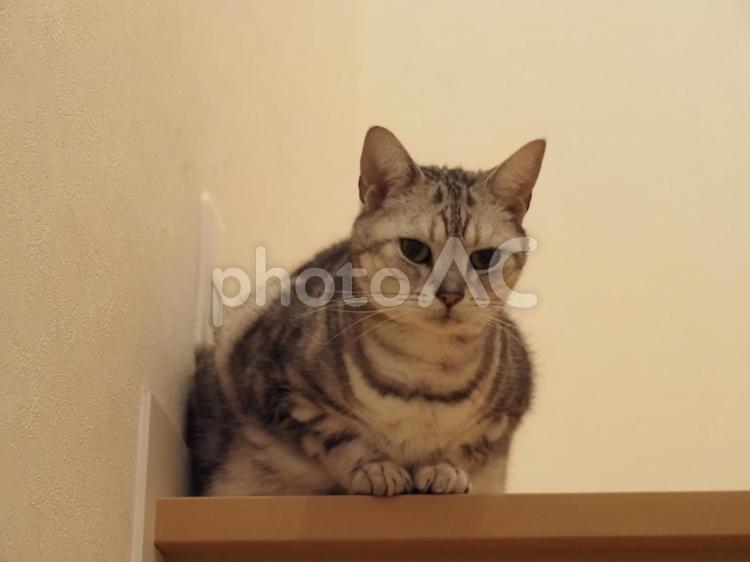 階段の猫 猫,ねこ,ネコの写真素材
