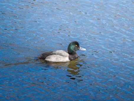 池を泳ぐスズガモ 池を泳ぐスズガモの写真