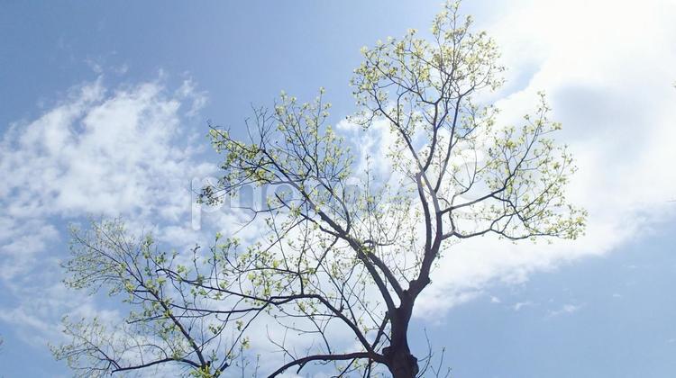 新芽の芽生え１ 新芽,芽生え,新緑の写真素材