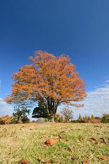 富山市稲荷公園の紅葉 秋,紅葉,公園の写真素材