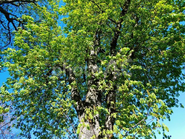 青空と大きな木 緑,木,青空の写真素材