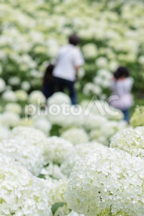 梅雨や紫陽花のイメージ あじさい,紫陽花,梅雨の写真素材