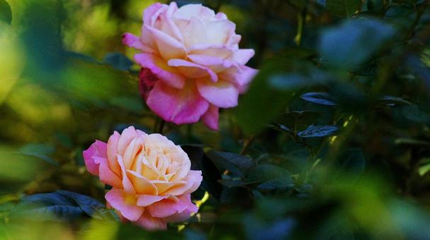 バラ園-739の写真