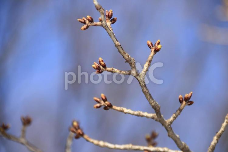 桜  つぼみ つぼみ,春,早春の写真素材