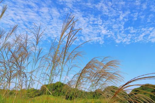 ススキ　草原　雲　青空 ススキ,秋,空の写真素材