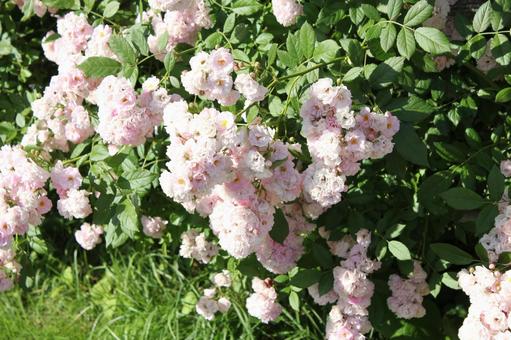 ばら310 バラ,rose,初夏の写真素材