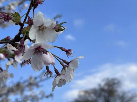 桜と空 桜と空の写真