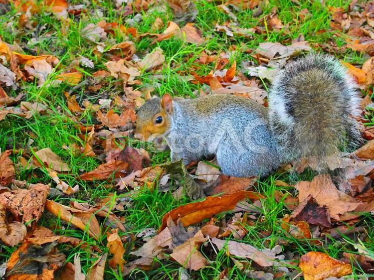 落ち葉の上のリス 動物,自然,リスの写真素材