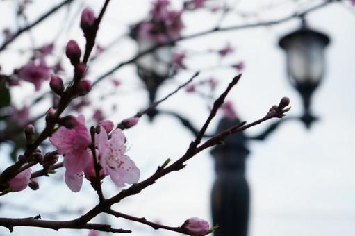 咲き始めた梅の花 咲き始めた梅の花の写真