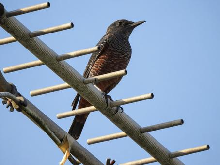 イソヒヨドリ イソヒヨドリ イソヒヨドリ,鳥,野鳥の写真素材