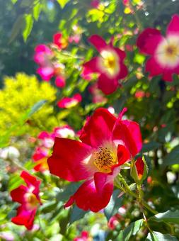 Komorebito and Climbing Rose, JPG Komorebito and Climbing Rose, JPG