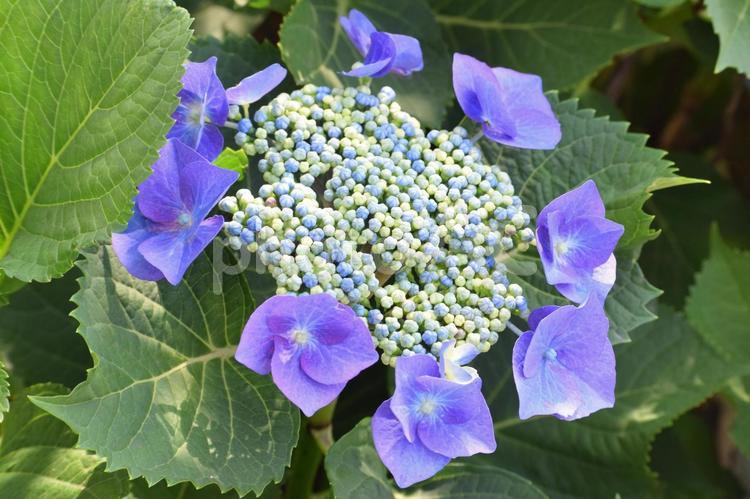 ガクアジサイ あじさい,紫陽花,アジサイの写真素材