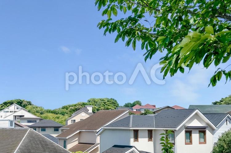丘から眺める大きな木の下に広がる住宅街 住まい,家,戸建ての写真素材