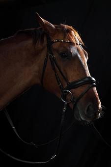 おしゃれな馬具をつけた茶色い馬の横顔 おしゃれな馬具をつけた茶色い馬の横顔 馬,馬の顔,アップの写真素材