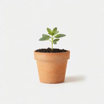シンプルで美しい、成長する植物 シンプルで美しい、成長する植物の写真