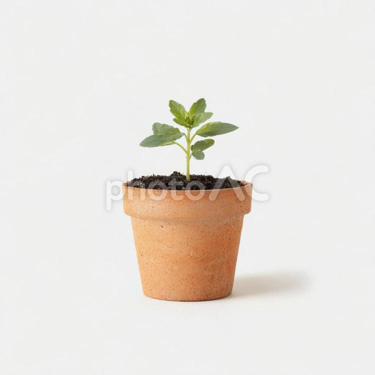シンプルで美しい、成長する植物 植木鉢,素焼き,テラコッタの写真素材