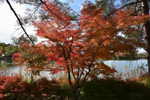 長野県の蓼科湖畔の紅葉の風景 長野県,蓼科湖,紅葉の写真素材
