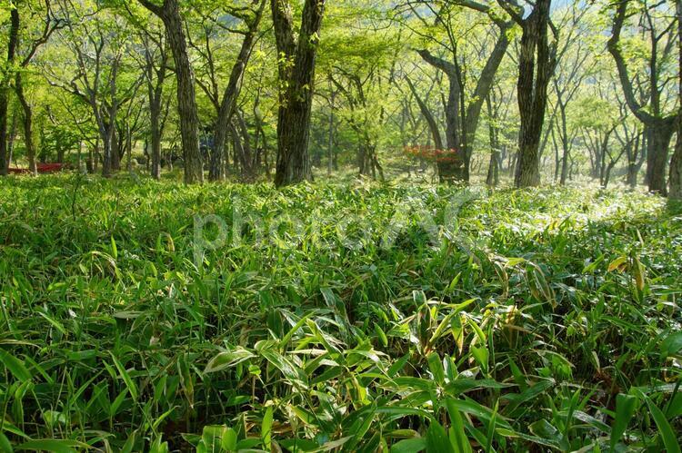 初夏のすがすがしい森林 林,木漏れ日,自然の写真素材