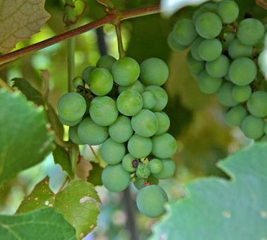 アメリカブドウ ナイアガラ アメリカブドウ,アメリカ葡萄,ラブルスカブドウの写真素材