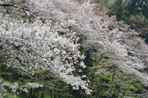 cherry blossoms, JPG cherry blossoms, JPG