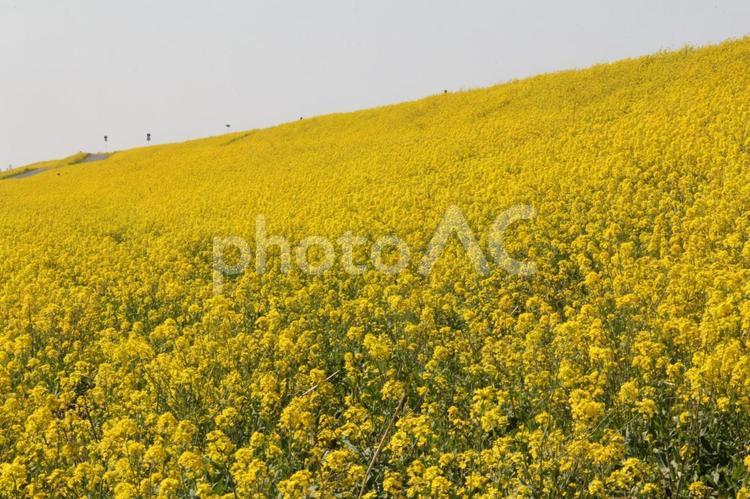 ナノハナ・菜の花　広大な風景 草花,自然,壁紙の写真素材