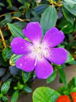 温室の花2 温室の花2の写真