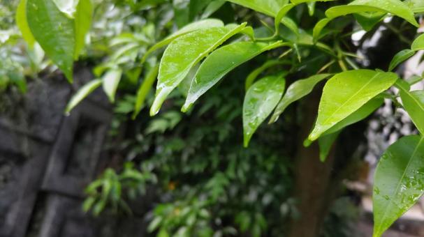 雨上がりゆずの葉 雨上がりゆずの葉の写真