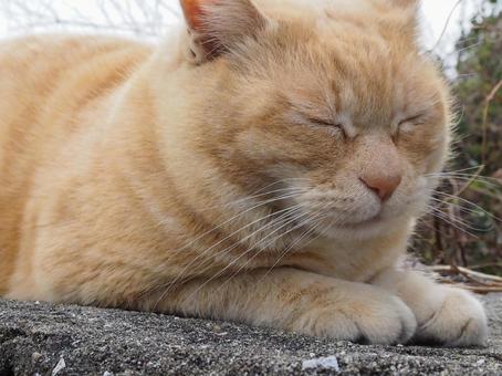 猫 猫の写真