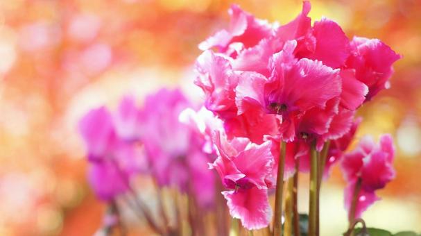 シクラメン-163 シクラメン,ガーデンシクラメン,赤の写真素材