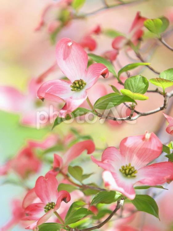 ハナミズキ　花水木　ピンクの花 ハナミズキ,花水木,はなみずきの写真素材