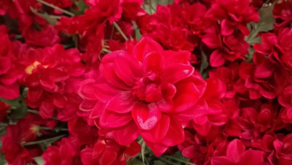 真っ赤なダリアの花 背景用テンジクボタン 真っ赤なダリアの花 背景用テンジクボタンの写真