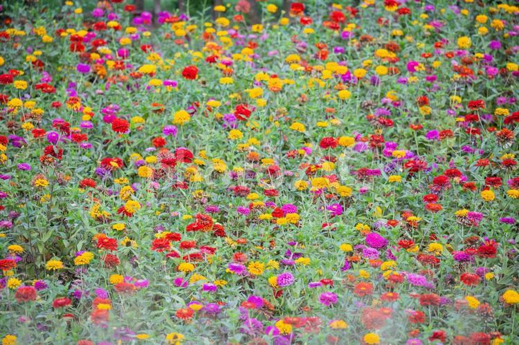 秋の風景　カラフルなお花畑 秋,風景,カラフルの写真素材