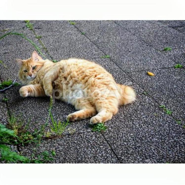 散歩中に出会った猫 猫,ネコ,ねこの写真素材